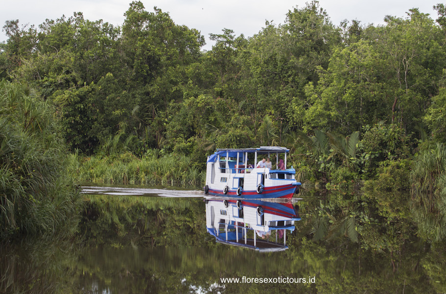 Borneo-wildlife-tours-
