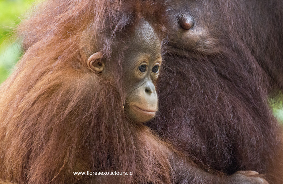 Borneo-wildlife-tours-1-1