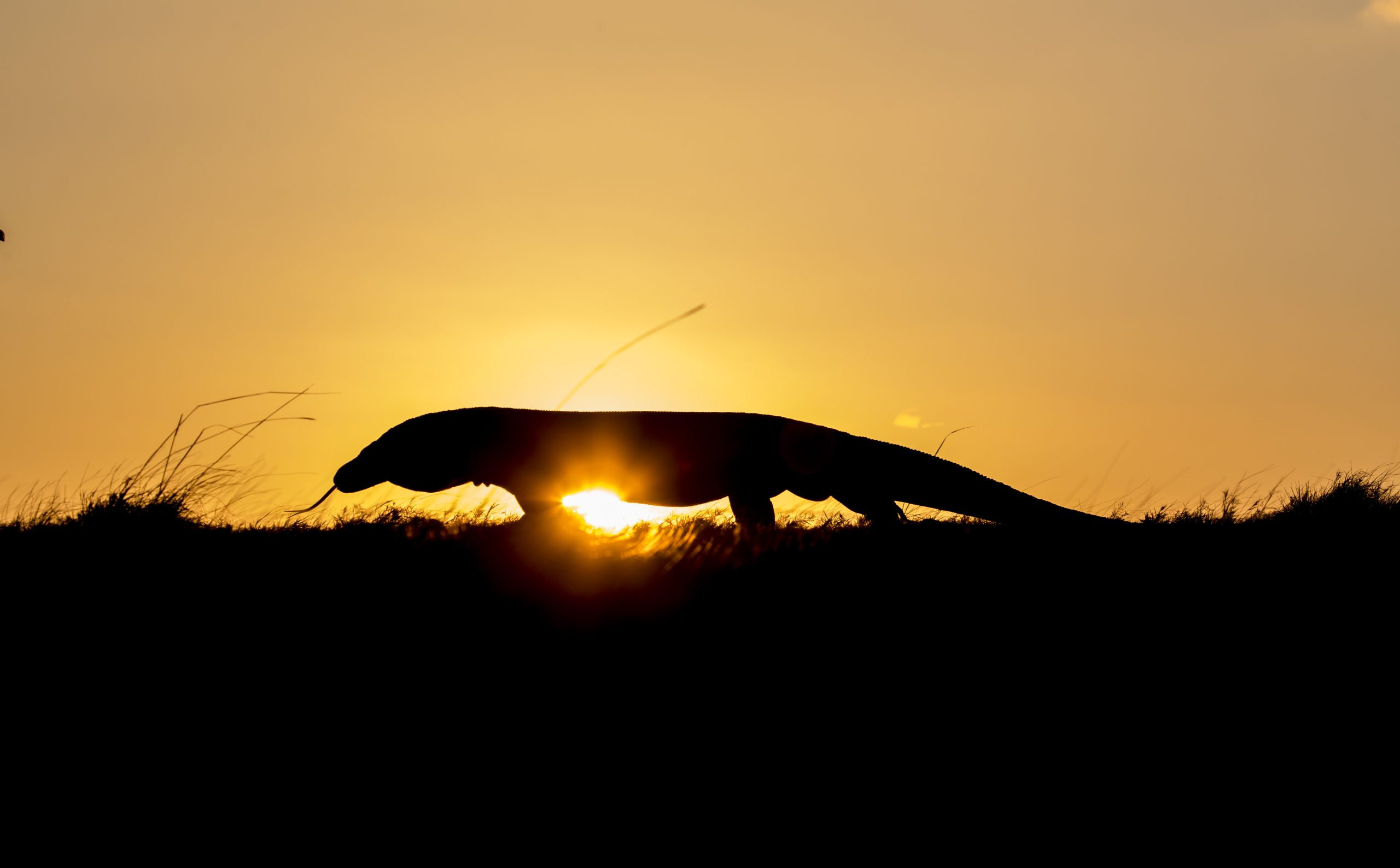Komodowaran, Komodo reise